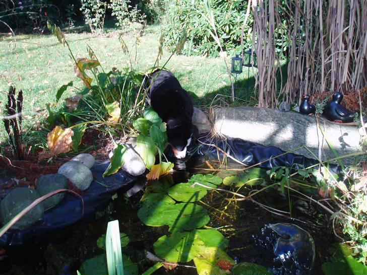 Berner sennenhund Freja. - Blev lige tørstig. billede 9