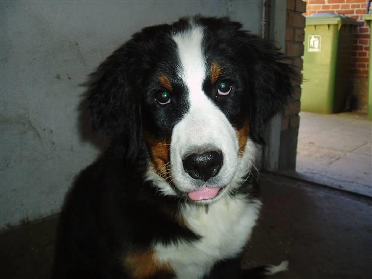 Berner sennenhund Freja. - Er jeg ikke bare kær?? billede 10