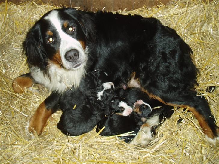 Berner sennenhund Freja. - Se mine dejlige børn fra 2007. billede 11