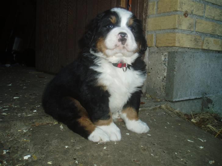 Berner sennenhund Freja. - En af mine drenge fra 07. er han ikke dejlig, lidt buttet måske. billede 12