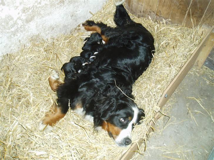 Berner sennenhund Freja. - Mine nye børneflok fra 14/4-2008. billede 13