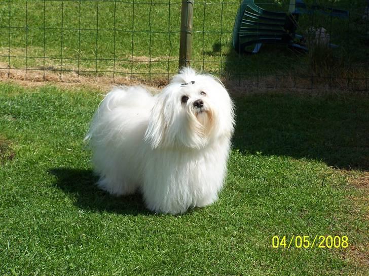 Bichon havanais Chico - Hvad var det? en sommerfugl? billede 15