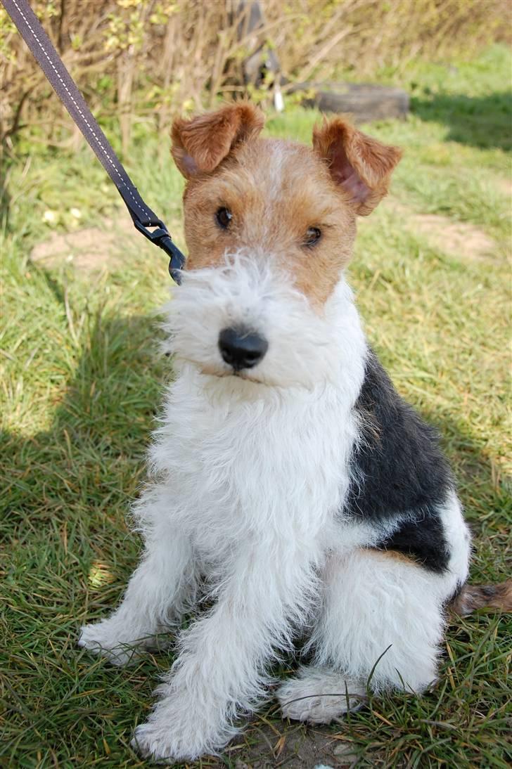 Ruhåret foxterrier Fifi - Svæveflyvning er vist ikke for hunde! Fifi 11 måneder. billede 2