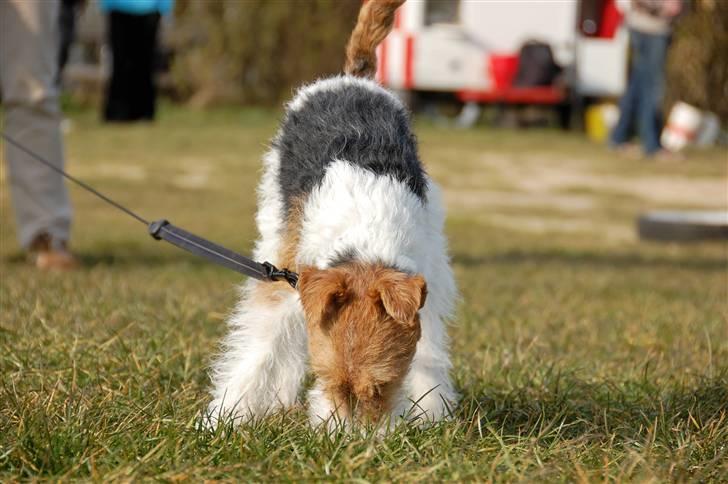 Ruhåret foxterrier Fifi - Gad vide om der ikke er en spændende duft her. billede 3