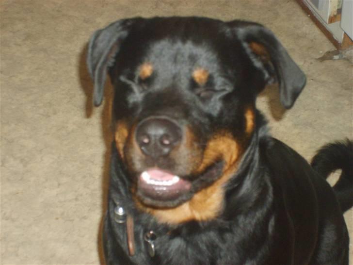 Rottweiler Qato         R.I.P - Nix.. gider ikk du tager flere billeder.. billede 7