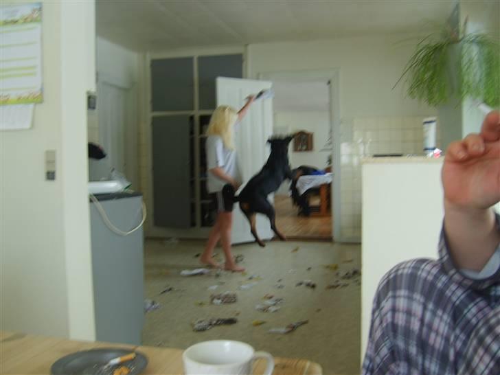 Rottweiler Qato         R.I.P - kænguru rotten flænser reklamer.. Weee  billede 8