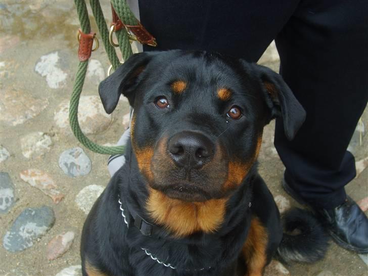 Rottweiler Qato         R.I.P - Jeg er lederen, jeg bestemmer :) billede 9