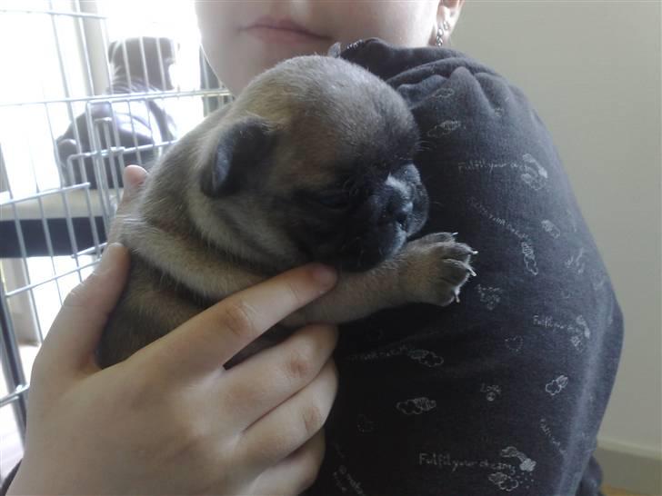 Fransk bulldog Asia billede 1