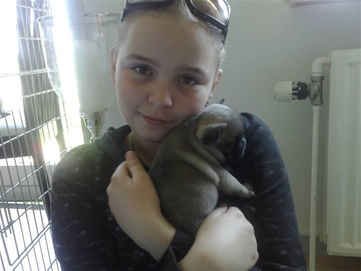 Fransk bulldog Asia billede 2