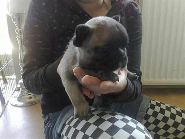 Fransk bulldog Asia billede 3