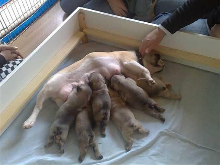 Fransk bulldog Asia billede 4