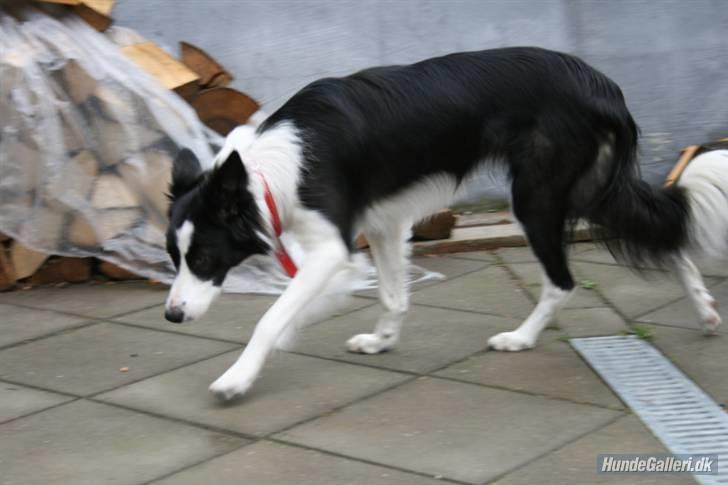Border collie Luckey billede 2