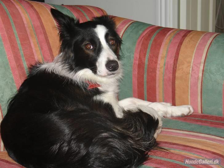 Border collie Luckey billede 3