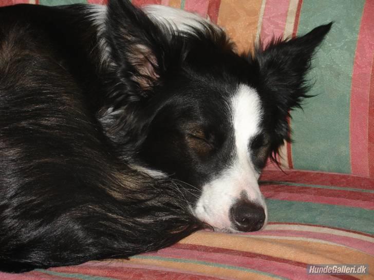 Border collie Luckey billede 4