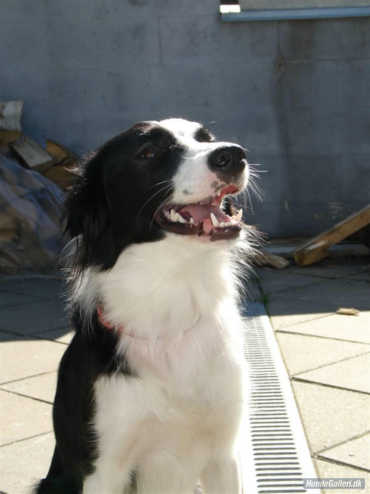 Border collie Luckey billede 5