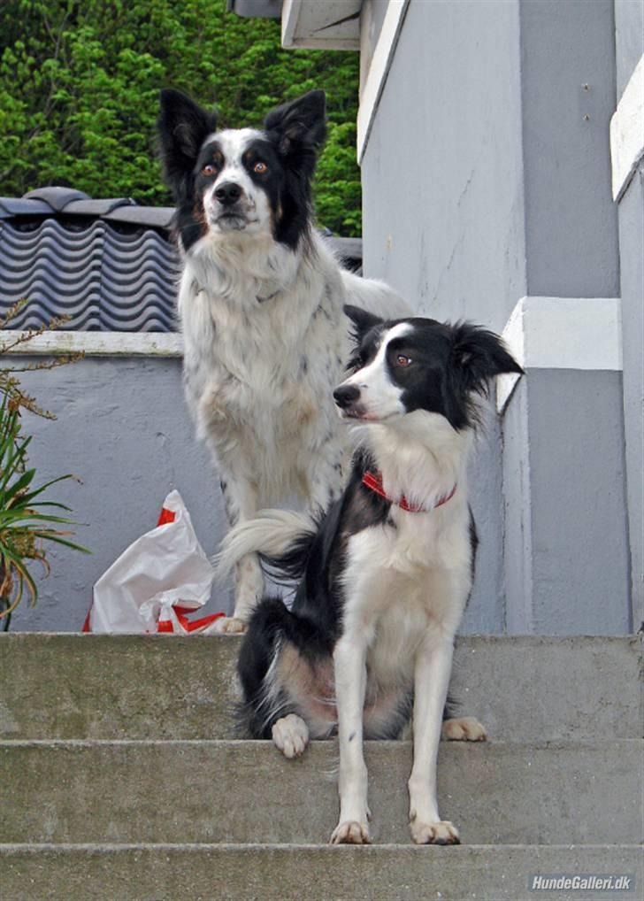 Border collie Luckey billede 6