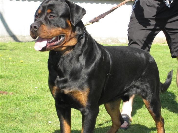 Rottweiler Chandor (Xinkas) billede 11