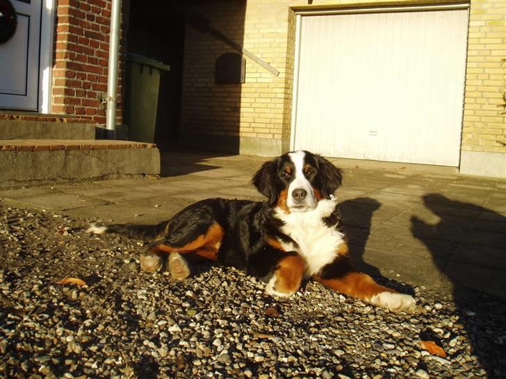 Berner sennenhund Freja. - Dejligt med lidt solbad. billede 14