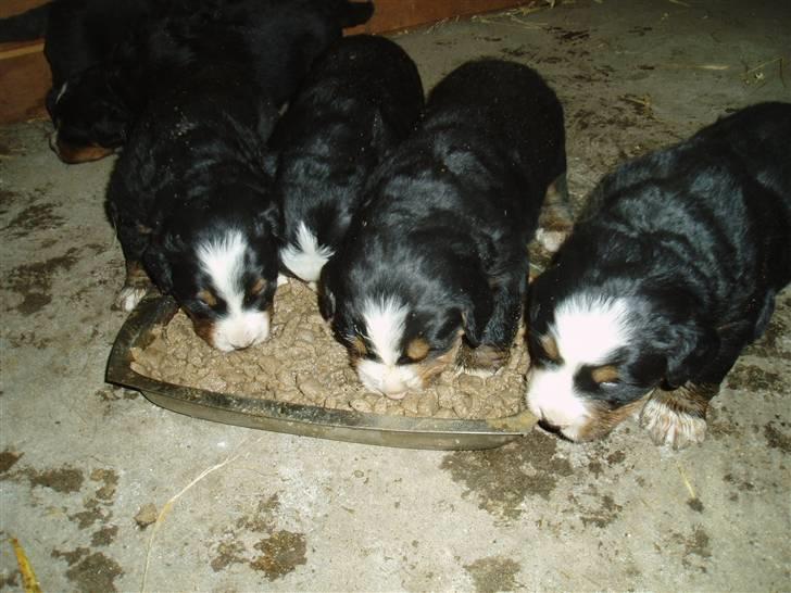 Berner sennenhund Freja. - Frejas hvalpe 08. første gang de får mad, uhmm det er godt, bare helt op og stå i det. billede 15