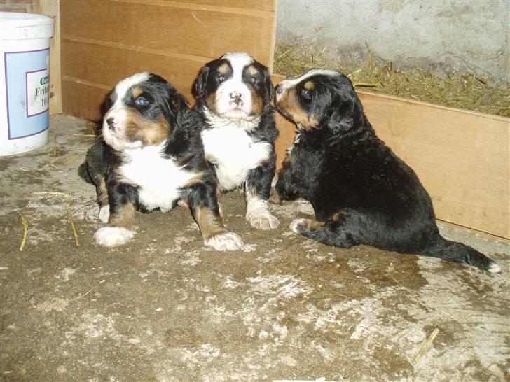Berner sennenhund Freja. - Uhmm godt grattet ind i mad. 3 uger gammel. billede 16