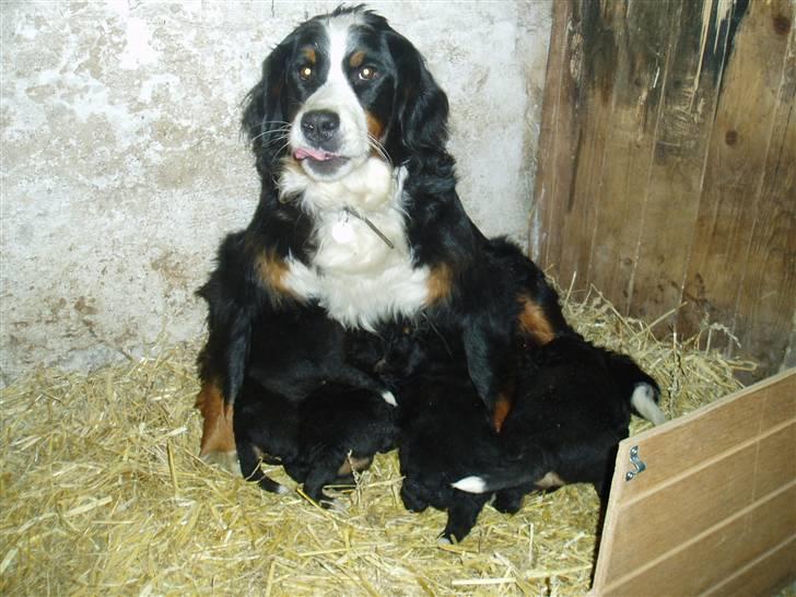 Berner sennenhund Freja. - Og så en tår mælk efter vi har spist. billede 17