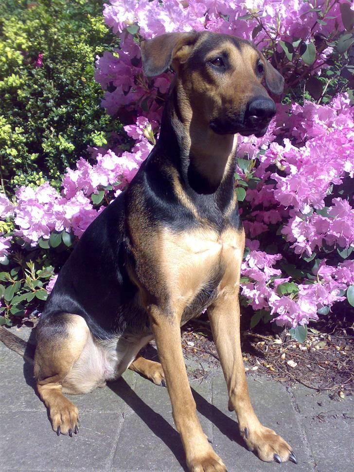 Blanding af racer Kleopatra aka. Kleo - Her er jeg så :-) billede 1