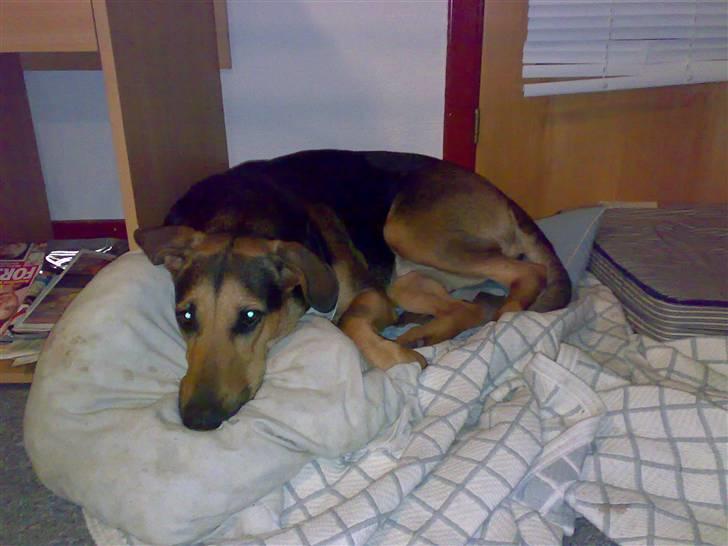 Blanding af racer Kleopatra aka. Kleo - Min seng er bare SÅ dejlig! billede 2