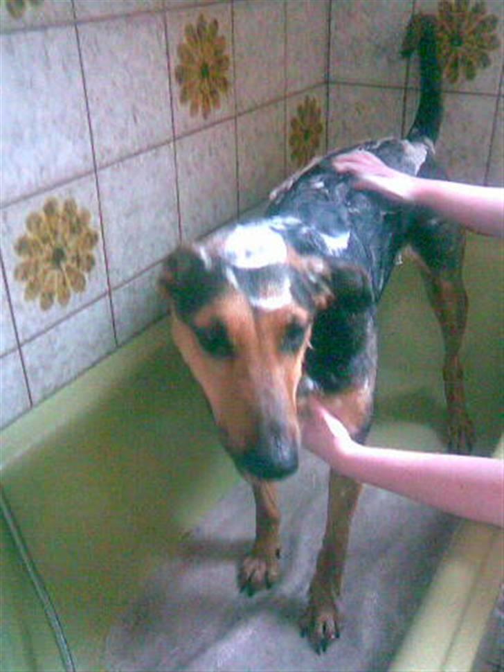 Blanding af racer Kleopatra aka. Kleo - Øv, hvor er mor dum når hun begynder at putte mig i bad :-( billede 3