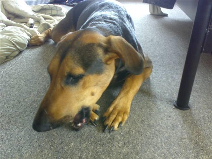 Blanding af racer Kleopatra aka. Kleo - Mmm... Tyggeben :-) billede 4