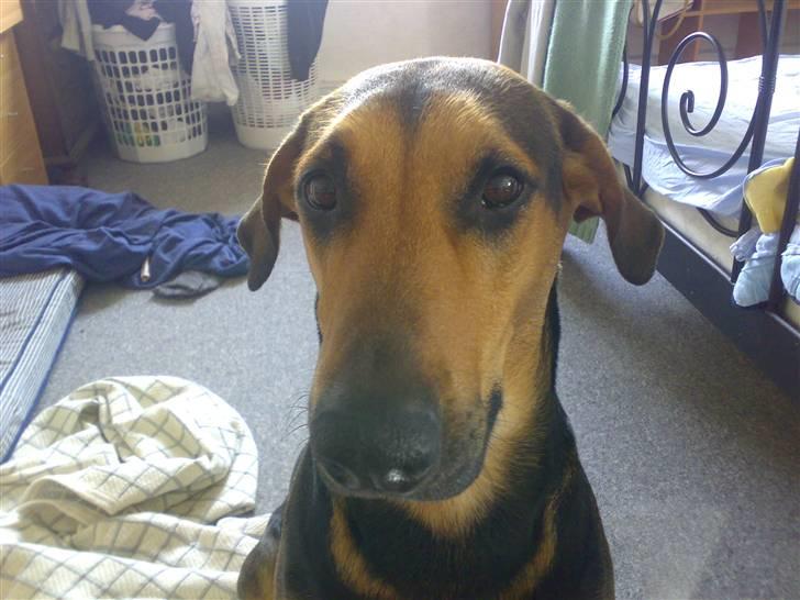 Blanding af racer Kleopatra aka. Kleo - Nej! Jeg tigger ikke :-D!! billede 5