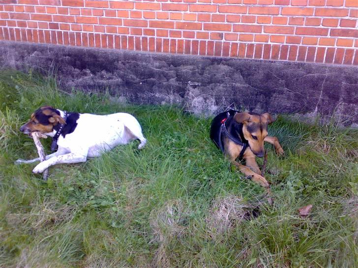 Blanding af racer Kleopatra aka. Kleo - Nu håber jeg ikke han også kommer og tager min pind! billede 6