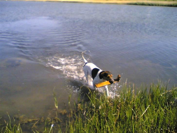 Blanding af racer Jack aka. Jackie - Mmm... Dejlig med en tur ved vandet :-D billede 3