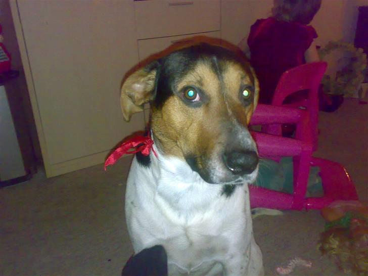 Blanding af racer Jack aka. Jackie - Mor skal ALTID give mig denne dumme sløjfe på til jul. billede 4