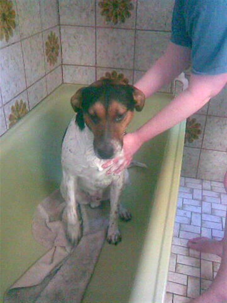 Blanding af racer Jack aka. Jackie - Ih altså mor! Jeg behøver da ikke vaskes!! billede 6