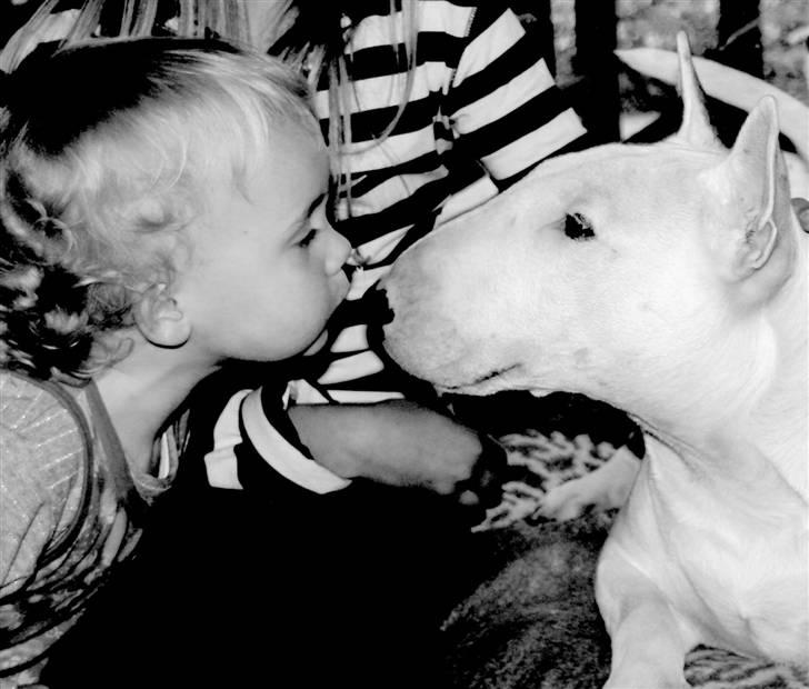 Bullterrier WB´s Auricle Amy (Båtte) - Nøøs Amy :0) billede 20