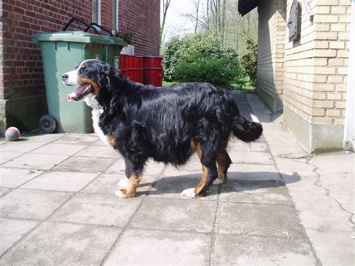 Berner sennenhund Lonnie - Lonnie 3 år og gravid med 11 hvalpe. Taget samme dag som hun fødte. Her har hun veer og puster meget. billede 19