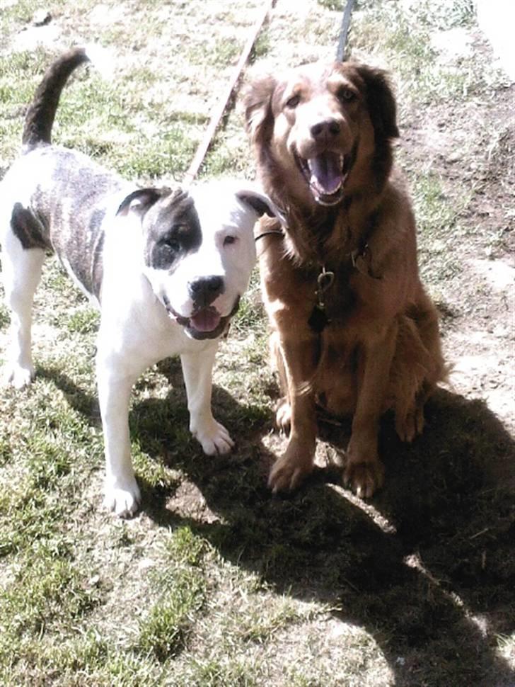 Blanding af racer Chivo - Chiko (min brors hund_ venstre) og Chivo (min hund_ Højre)  billede 6