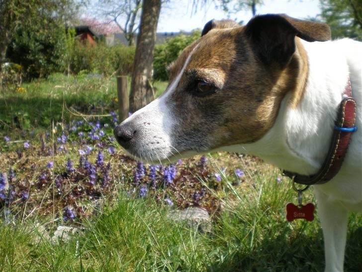 Dansk svensk gaardhund Sitta † ´09 - De grå hår titter frem. Sommer 08 billede 17