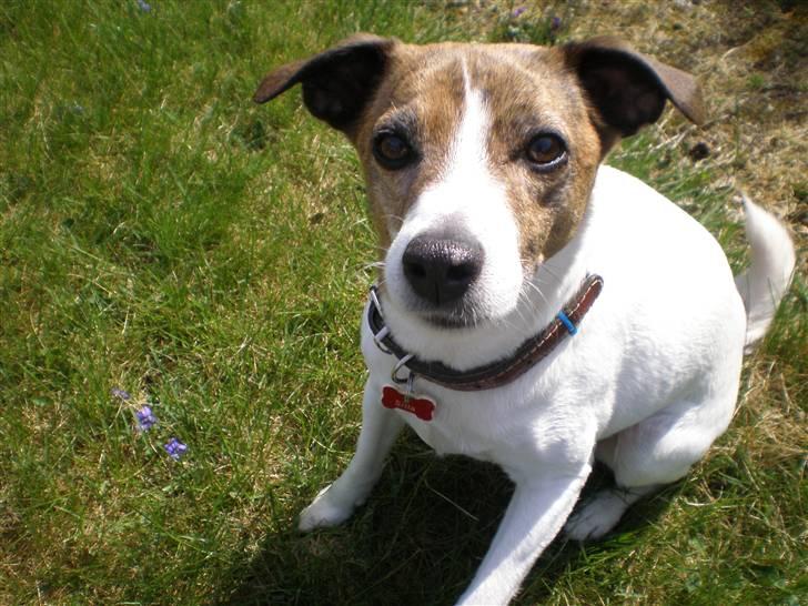 Dansk svensk gaardhund Sitta † ´09 billede 18