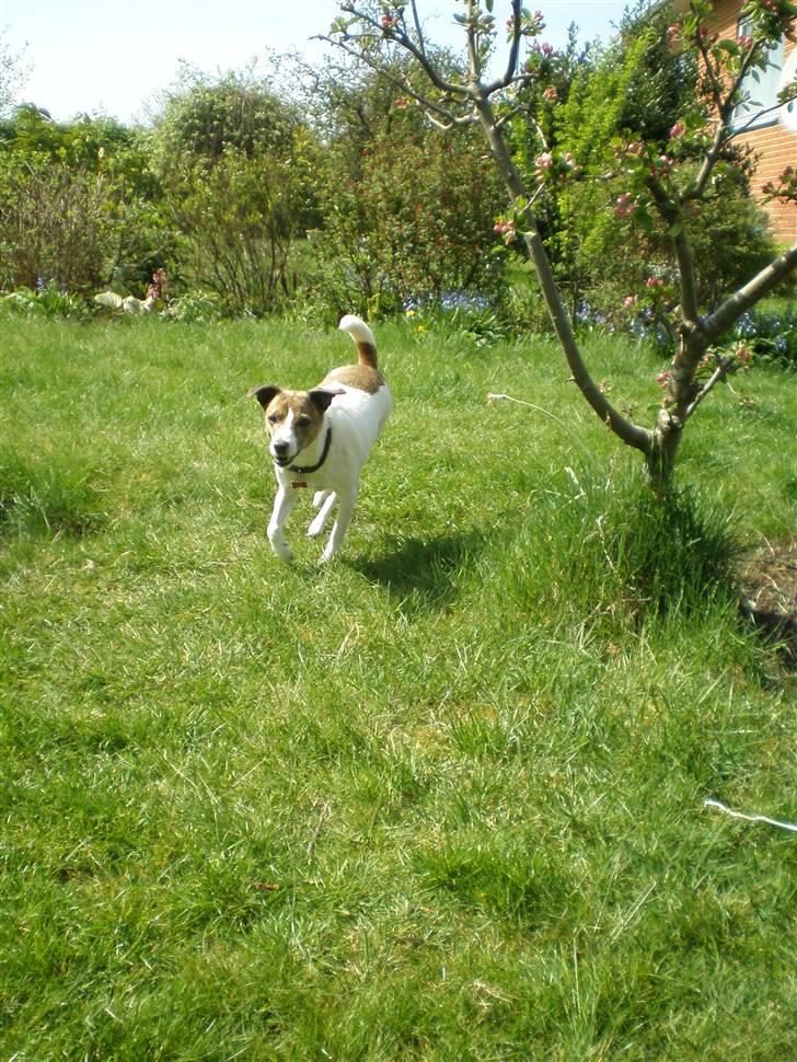 Dansk svensk gaardhund Sitta † ´09 billede 19