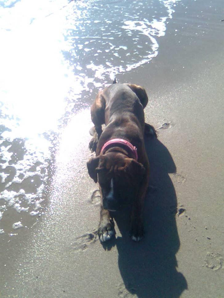 Boxer Boxon Brown Camille R.I.P billede 10