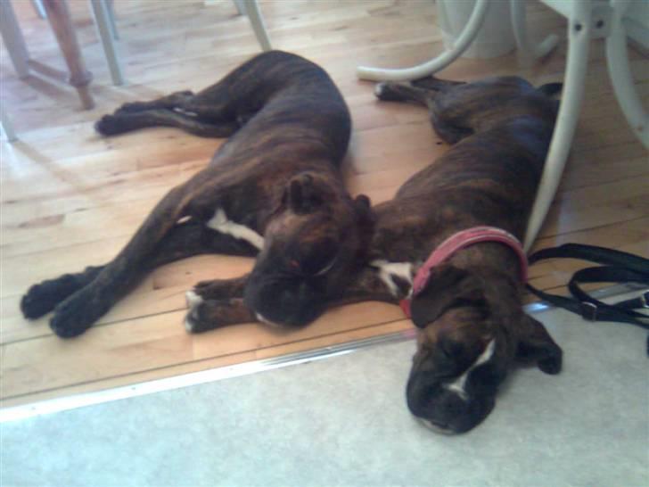 Boxer Boxon Brown Camille R.I.P billede 11