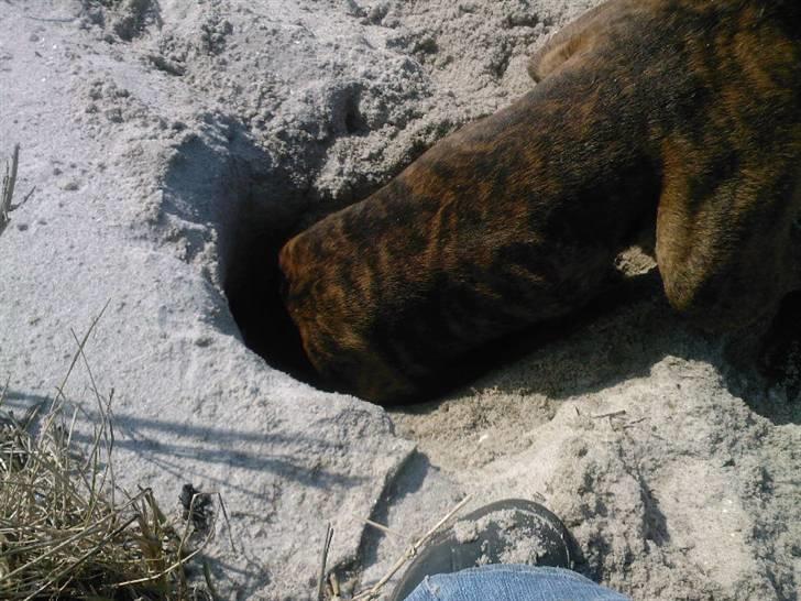 Boxer Boxon Brown Camille R.I.P billede 13