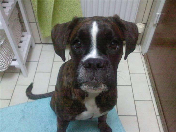 Boxer Boxon Brown Camille R.I.P billede 14