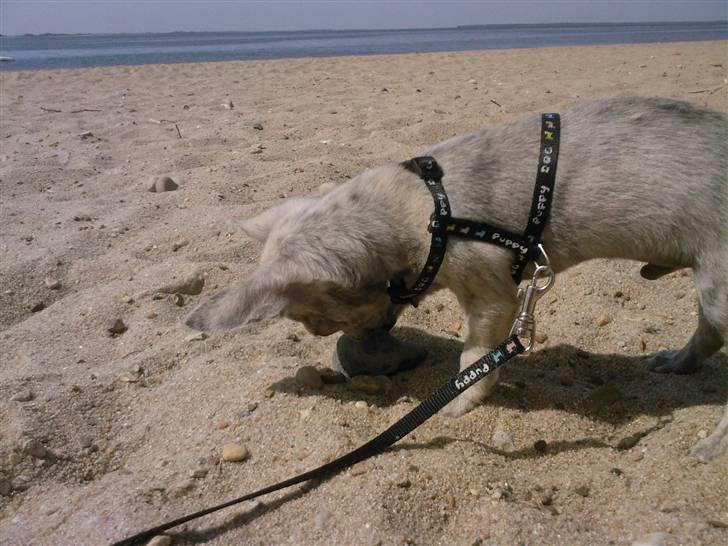 Chihuahua Pino R.I.P billede 9