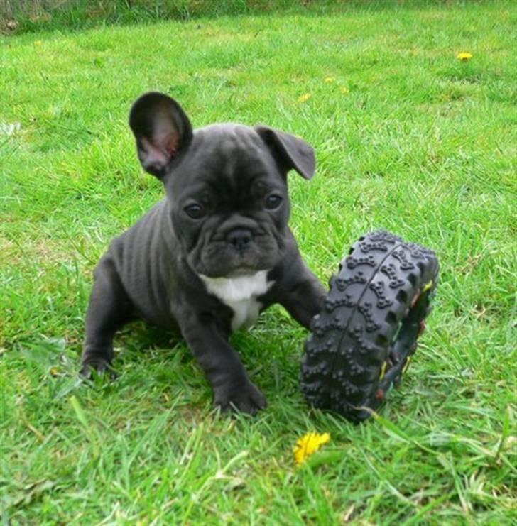 Fransk bulldog 'Foucault' R.I.P. 2010 - Hvad mener du med ´stritøre´?  billede 9