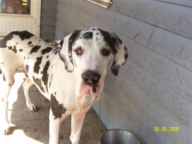 Grand danois Scooby (Død) billede 1