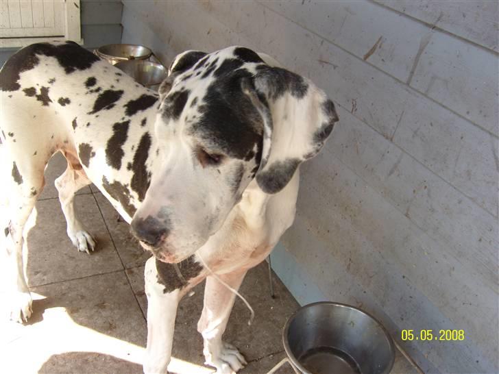 Grand danois Scooby (Død) billede 2