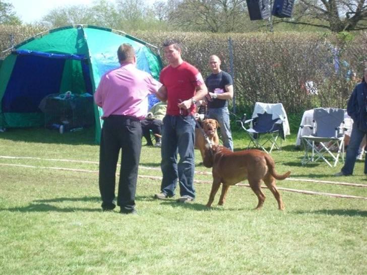 Dogue de bordeaux Santos - Nu skal jeg have en præmie;o) billede 8