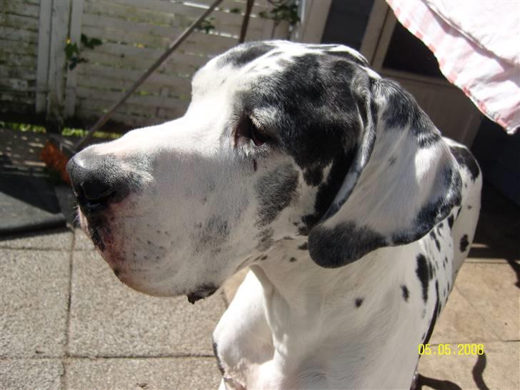 Grand danois Scooby (Død) billede 3